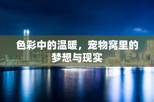色彩中的温暖，宠物窝里的梦想与现实